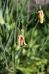 beautiful flowers in nature in the botanical garden