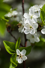 Bee on a blooming cherry flower