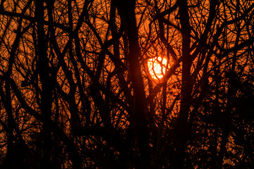 The silhouette of the branches at sunset