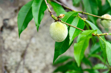 Persica tree