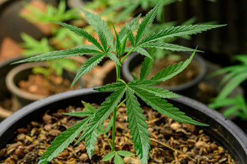 Cultivation of marijuana (Cannabis sativa), flowering cannabis plant as a legal medicinal drug,