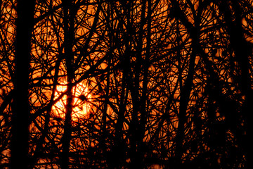 The silhouette of the branches at sunset