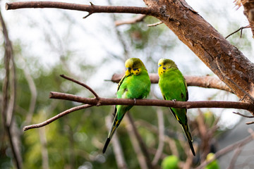 Wellensittiche auf Zweig