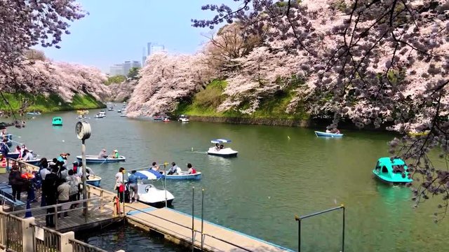 Chidorigafuchi park during the spring season this area is popular sakura spot at Tokyo, Japan
