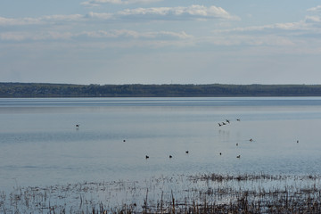 Naklejka premium birds on the lake