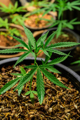 Cultivation of marijuana (Cannabis sativa), flowering cannabis plant as a legal medicinal drug,
