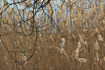 Fototapeta premium reeds on the shore of lake