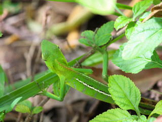 Jungle Lizard - Green Garden Lizard 