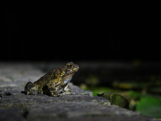 Frog at the side of the pond - Ella, Sri Lanka 