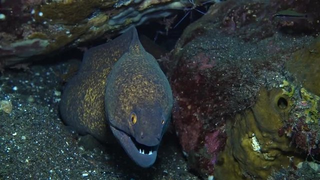 Yellowmargin Moray - Gymnothorax flavimarginatus at the cleaning station. Underwater video. Tulamben, Bali, Indonesia.
