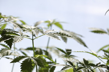 Naklejka premium plantation medical cannabis . marijuana plant farm outdoor