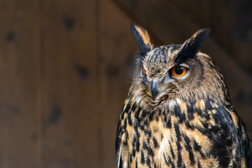 Imposanter Uhu im Portrait schaut skeptisch mit leuchtend-orangen Augen und Federbüschelohren