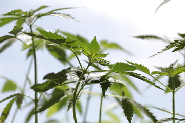 Fototapeta na wymiar plantation medical cannabis . marijuana plant farm outdoor