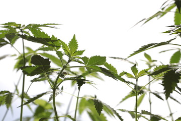 plantation medical cannabis . marijuana plant farm outdoor