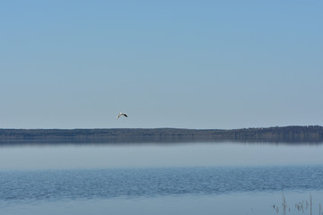 black-headed gull flies over the water