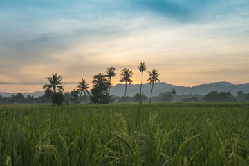 Rice fields in the morning