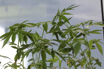 Obraz premium plantation medical cannabis . marijuana plant farm outdoor