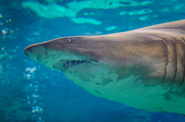 Fototapeta premium Closeup of the head of a shark in the Cretaquarium in Crete