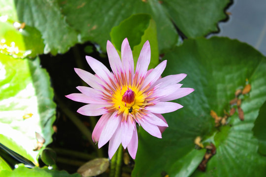 Pink lotus - Sri Lanka