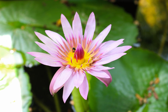 Pink lotus - Sri Lanka
