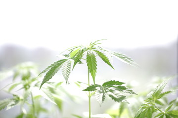 plantation medical cannabis . marijuana plant farm outdoor