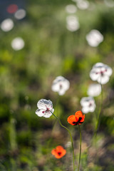 White poppies in field.