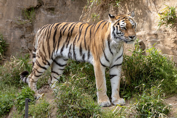 Obraz premium アムールトラ, シベリアトラ