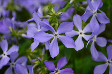 beautiful blue flowers phlox splayed in the garden