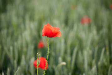 Red poppiees in yellow wheat field.
