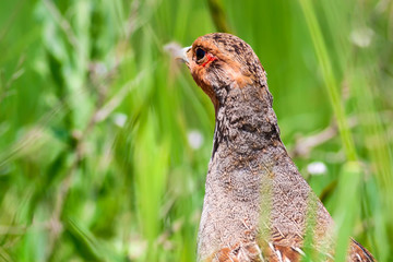 Grey Partridge. Green natural background. Bird: Grey Partridge. Perdix perdix.