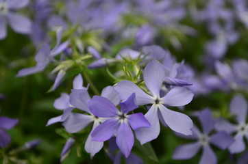 beautiful blue flowers phlox splayed in the garden
