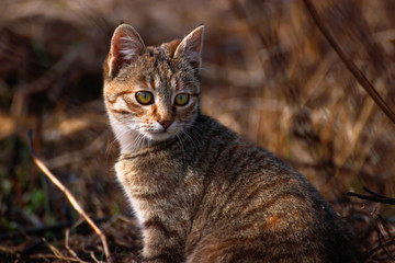 Cat with green eyes, cat close take with blurry background