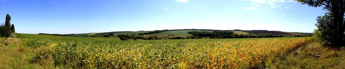 landscape with wheat field and blue sky
