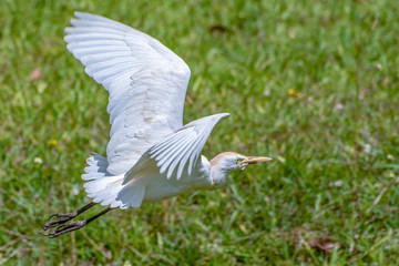 Great white egret (egretta alba),The Gambia - West Africa
