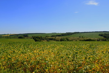 Fototapeta na wymiar field of sunflowers and blue sky with clouds