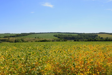 Fototapeta premium field of yellow flowers