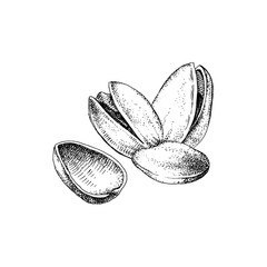 Hand drawn illustration of pistachio nuts