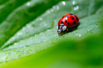 Ladybug insect on a leaf