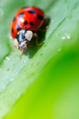 Ladybug insect