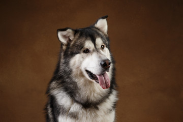 Side view at a alaskan malamute dog sitting in studio on brown blackground and looking aside