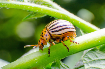 Colorado potato beetle crawling on the branches of potato