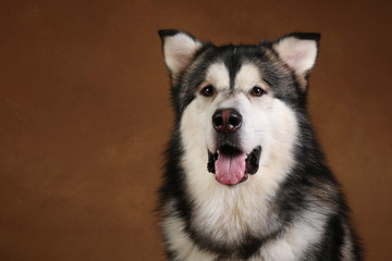 Side view at a alaskan malamute dog sitting in studio on brown blackground and looking at camera