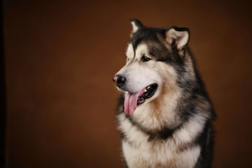 Fototapeta premium Side view at a alaskan malamute dog sitting in studio on brown blackground and looking aside