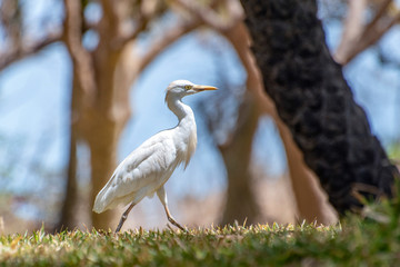 Great white egret (egretta alba),The Gambia - West Africa