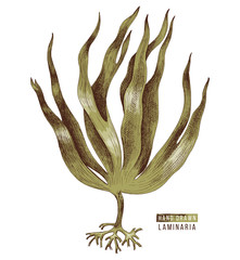 Hand drawn colorful laminaria digitata seaweed - obrazy, fototapety, plakaty