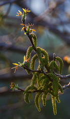 Fresh sprouting leafes with early spring sun