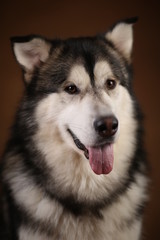 Portrait of alaskan malamute dog sitting in studio on brown blackground and looking at camera