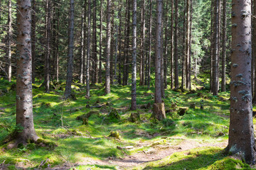 Coniferous forest at summer in Slovak mountains