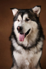 Portrait of alaskan malamute dog sitting in studio on brown blackground and looking aside