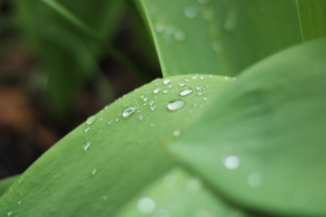 Wassertropfen auf Blatt